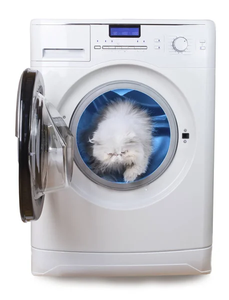 Bílá Perská Kočka Symbol Čistoty Uvnitř Prádla Praní Machinovi — Stock fotografie