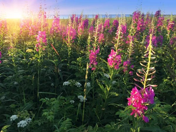 Blossoming Willow Herb Ivan Tea Bank Gulf Sunse — Stock Photo, Image