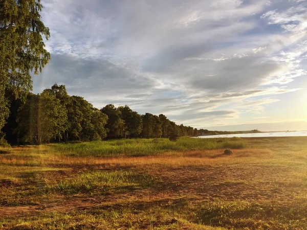 芬兰海湾的沙质海岸 低矮的草和阳光下的木材边缘 — 图库照片