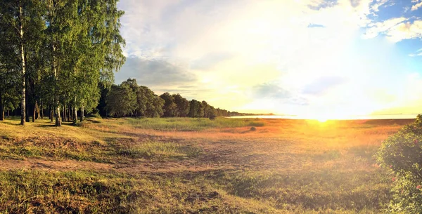석양에 나무의 가장자리와 잔디와 핀란드만 — 스톡 사진