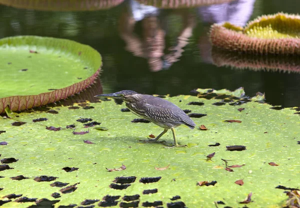 Mała Bąk Ixobrychus Minutus Liście Victoria Amazonica Victoria Regia — Zdjęcie stockowe