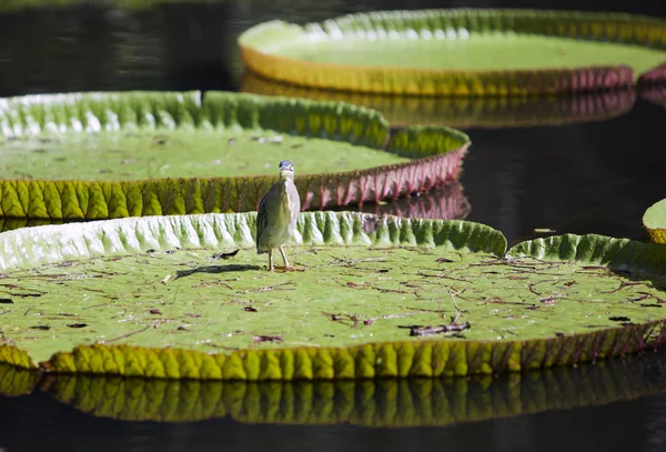 Pequeño Amargor Ixobrychus Minutus Sobre Una Hoja Victoria Amazonica Victoria — Foto de Stock