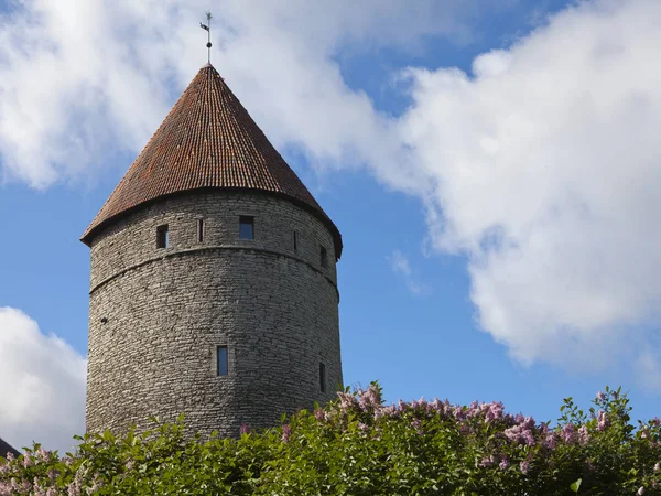 Středověká Věž Součástí Městských Hradeb Kvetoucí Šeřík — Stock fotografie