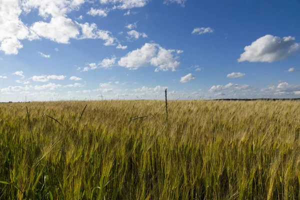 Field Wheat Blue — Stock Photo, Image