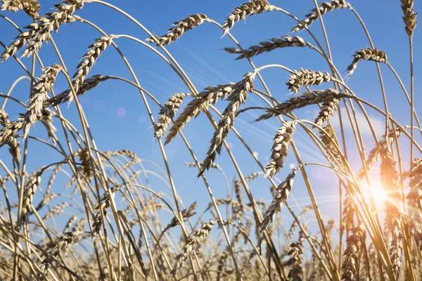 感じる小麦の背景にスパイクのクローズ アップ — ストック写真