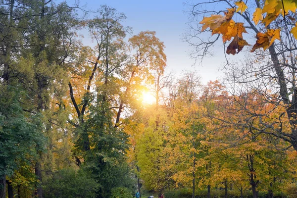 Яркое Осеннее Дерево Парке — стоковое фото