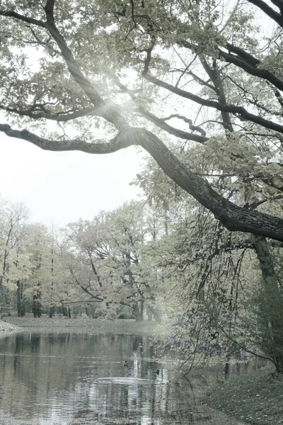 Jesienny Park Rzeką Tonowanie — Zdjęcie stockowe