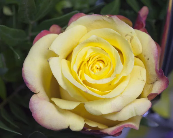 Pączek Róży Bliska Słoneczny Dzień — Zdjęcie stockowe