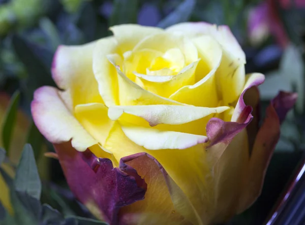 Bud Rose Close Sunny Day — Stock Photo, Image