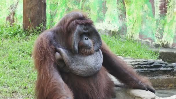 Yeşil çimenlerin üzerinde büyük orangutan — Stok video