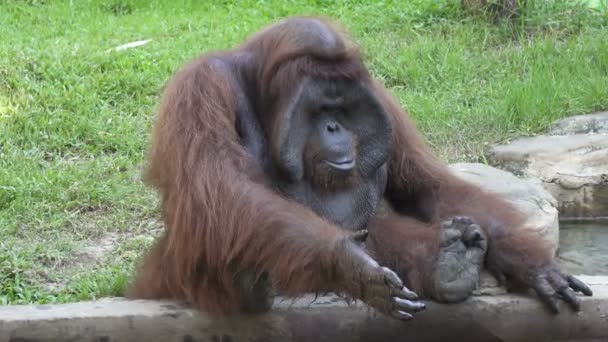 Yeşil çimenlerin üzerinde büyük orangutan — Stok video