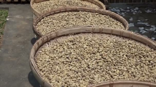 Eine Reihe der Teller mit rohen Bohnen aus Luwak-Kaffee auf dem Holztisch trocknet. Kopi Luwak oder Zibetkaffee ist eine der teuersten und produktionsärmsten Kaffeesorten der Welt — Stockvideo