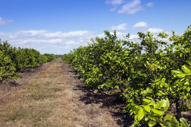 Küba. Bir çiftlikte portakal ağaçları saflarına.