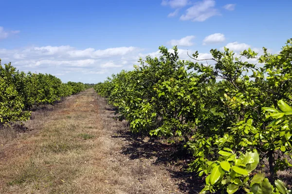 Cuba Ranks Orange Trees Plantation — Stock Photo, Image