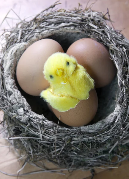Παιχνίδι Κοτόπουλο Ένα Κέλυφος Από Φωτεινό Αυγό Πάσχας Μια Φωλιά — Φωτογραφία Αρχείου