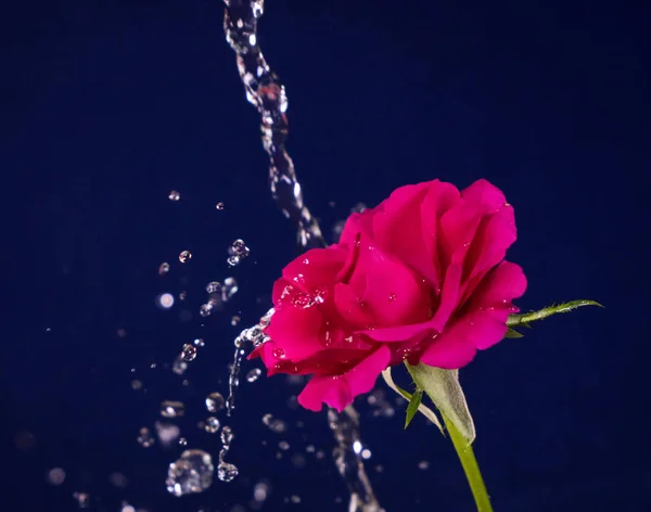 Día San Valentín Rosa Salpicadura Agua — Foto de Stock