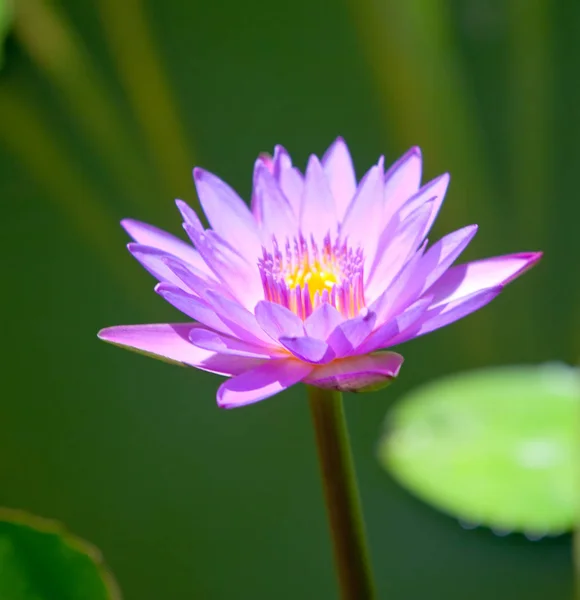 Flor Loto Cerca Día Soleado — Foto de Stock