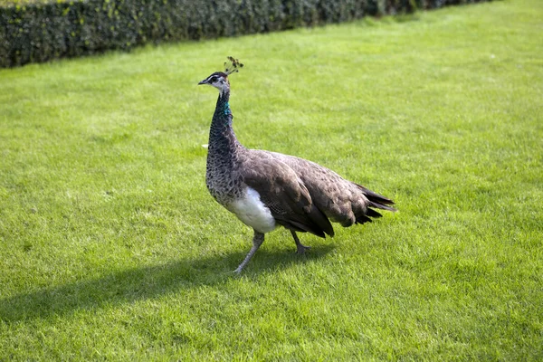 緑の芝生の上の Peahen — ストック写真