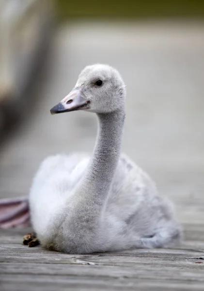 Детеныш Лебедя Причале — стоковое фото