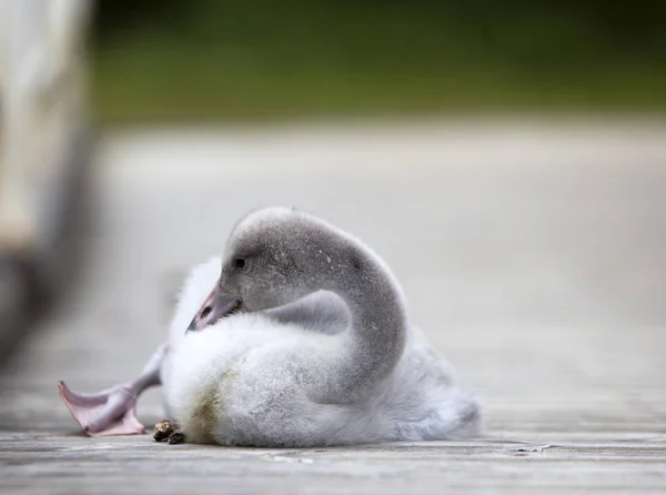 Pájaro Bebé Cisne Amarre —  Fotos de Stock