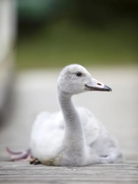 Baby Ptak Łabędź Cumowanie — Zdjęcie stockowe