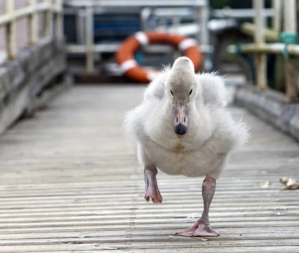 Детеныш Лебедя Причале — стоковое фото