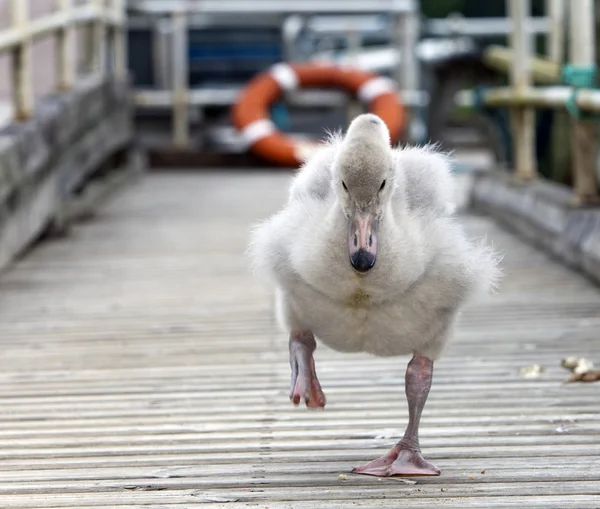 Vogel Van Baby Van Een Zwaan Ligplaats — Stockfoto