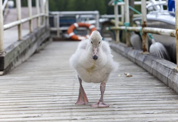 Baby Bird Swan Mooring — Stock Photo, Image