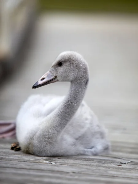 Vogel Van Baby Van Een Zwaan Ligplaats — Stockfoto