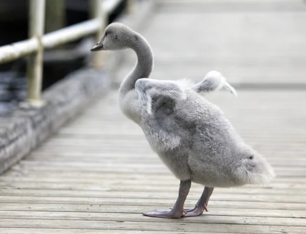 Baby Ptak Łabędź Cumowanie — Zdjęcie stockowe