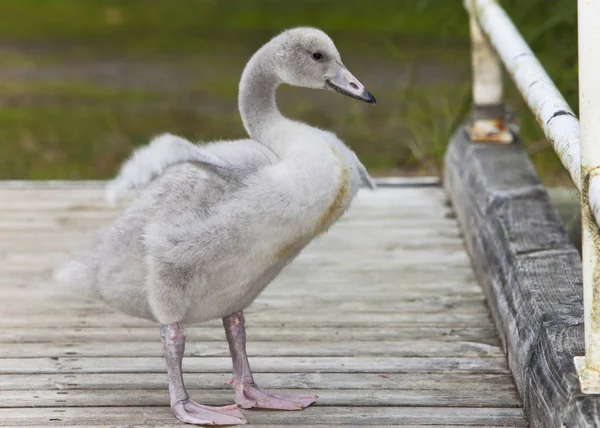 Baby Ptak Łabędź Cumowanie — Zdjęcie stockowe