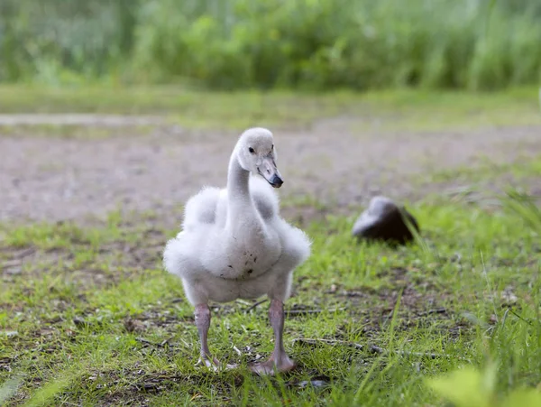 Baby Vogel Van Een Zwaan — Stockfoto