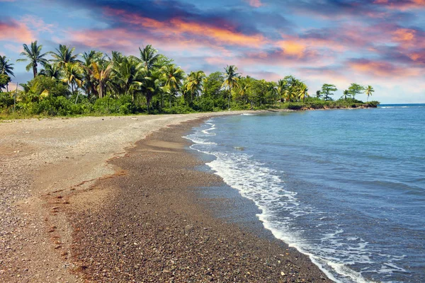 Costa Arenosa Con Palmera Jamaica — Foto de Stock