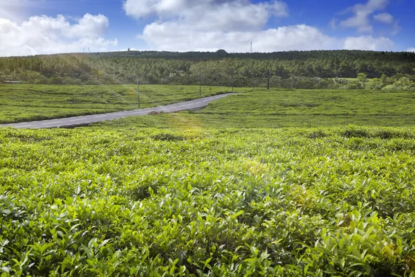 Дороги Через Чайних Плантаціях Маврикій — стокове фото