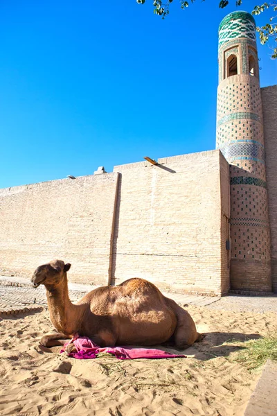 Wielbłąd Blisko Ściany Starożytnego Miasta Uzbekistan Khiva — Zdjęcie stockowe