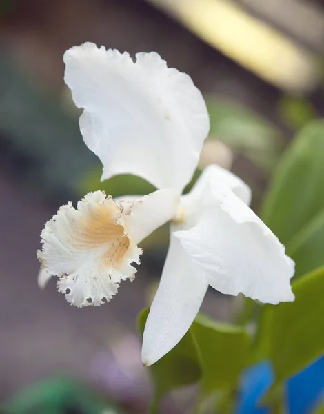 Gałęzi Kwitnących Orchidei Bliska Słoneczny Dzień — Zdjęcie stockowe