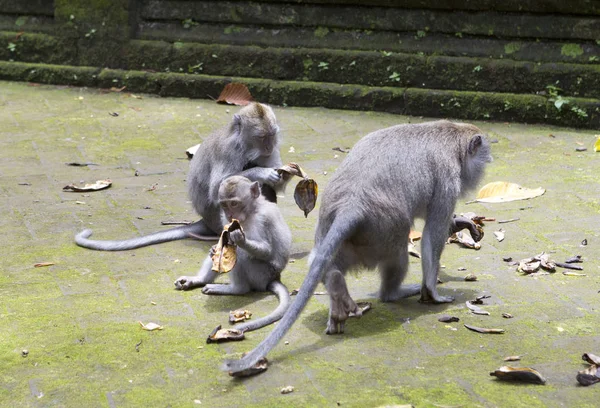 Familie Van Apen Lang Staart Makaak Macaca Fascicularis Sangeh Monkey — Stockfoto