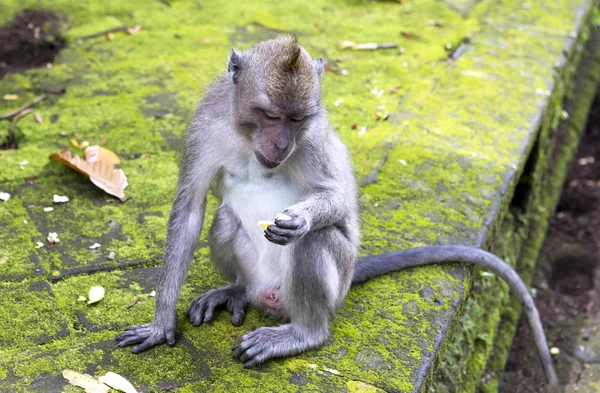 长尾猕猴 猕猴猴 猴子吃在 Sangeh 猴森林在巴厘岛 印度尼西亚 — 图库照片