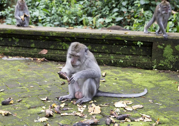 Long Tailed Macaque Macaca Fascicularis Monkey Eats Sangeh Monkey Forest — Stock Photo, Image