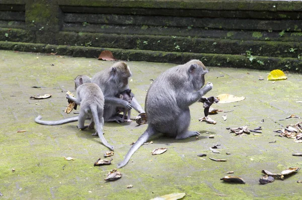 Familie Van Apen Lang Staart Makaak Macaca Fascicularis Sangeh Monkey — Stockfoto