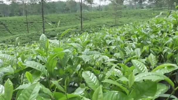 Чайная плантация в Вонособо. Индонезия, Ява — стоковое видео