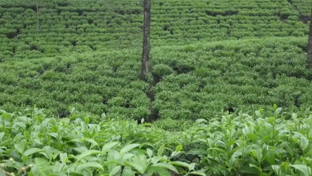 Чайная плантация в Вонособо. Индонезия, Ява — стоковое видео