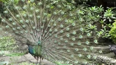 Genişletilmiş eşarplı tavus kuşu tüyleri tasa