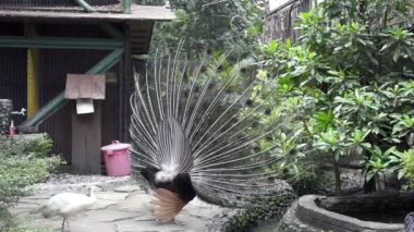 Genişletilmiş eşarplı tavus kuşu tüyleri tasa