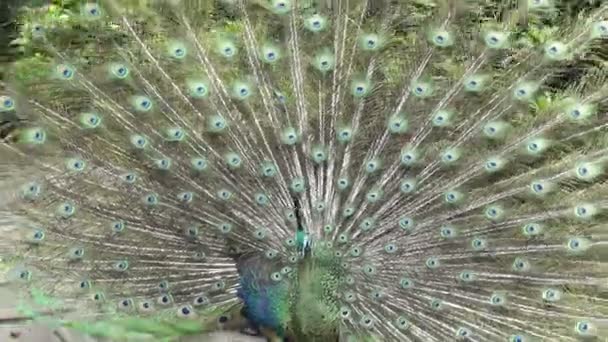 Peacock with feathers extended flutters its feathers — Stock Video