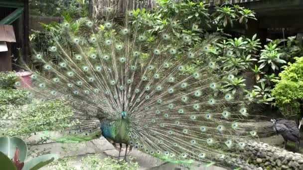 Peacock with feathers extended flutters its feathers — Stock Video