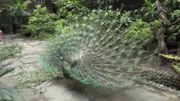 Peacock Feathers Extended Flutters Its Feathers — Stock Video