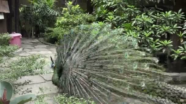 Peacock with feathers extended flutters its feathers — Stock Video