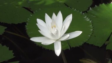 Su ve yeşil yaprakları sabahın erken saatlerinde arka planı Beyaz Lotus çiçeği