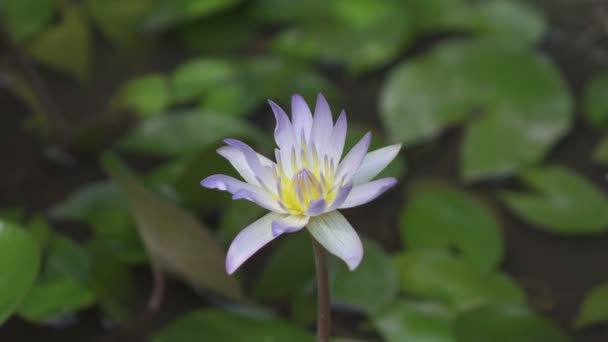 물과 이른 아침에에서 녹색 잎의 배경에 대해 블루 로터스의 꽃 — 비디오